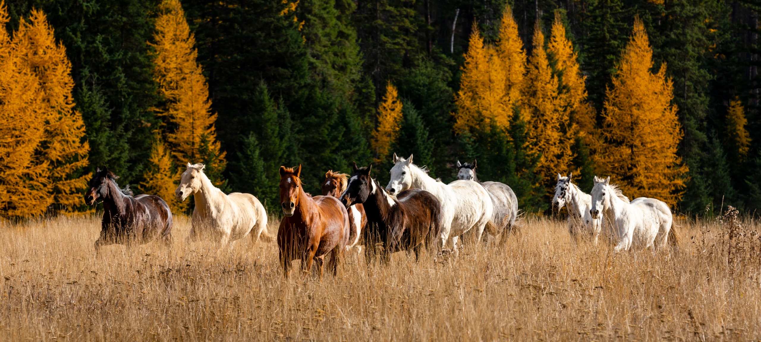 Horse Ranches For Sale in Montana, Bozeman