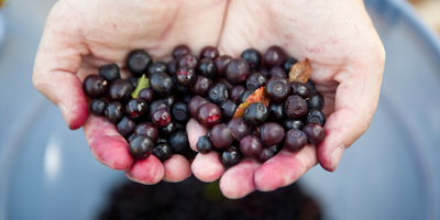 Huckleberry Picking Around Bozeman