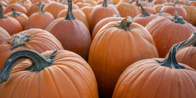 When Do Fall Activities Start in Bozeman, MT? (2026 Guide)