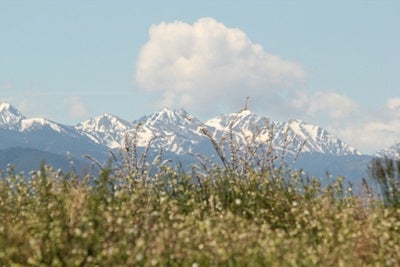 Mountains peeking through wildflowers