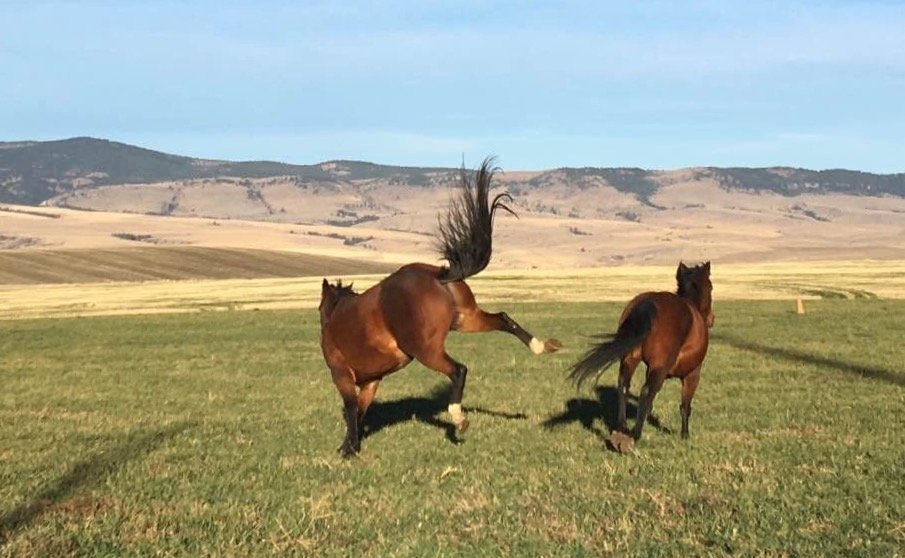 Gallatin County Horse Properties