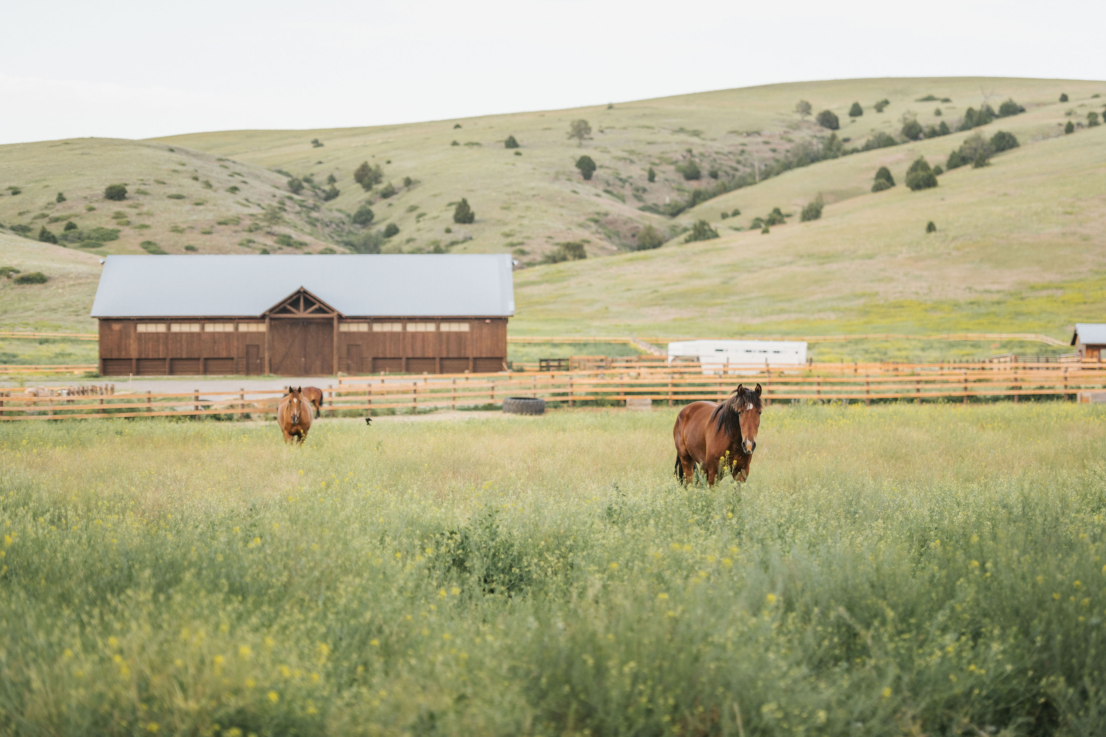 Montana landscape horse property representing luxury ranch lifestyle near Bozeman