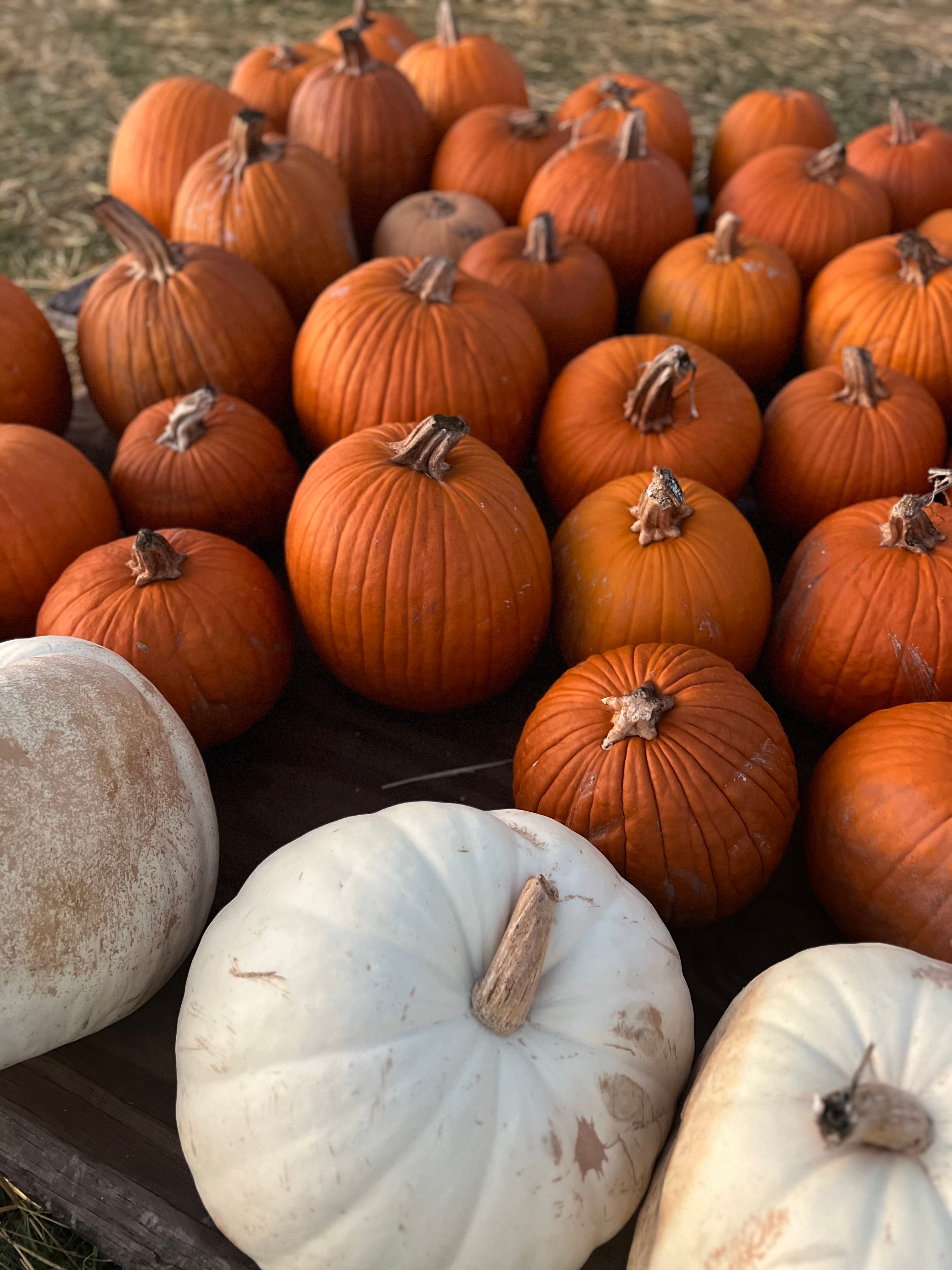 A group of pumpkins at Rocky Creek Farm in Bozeman, MT