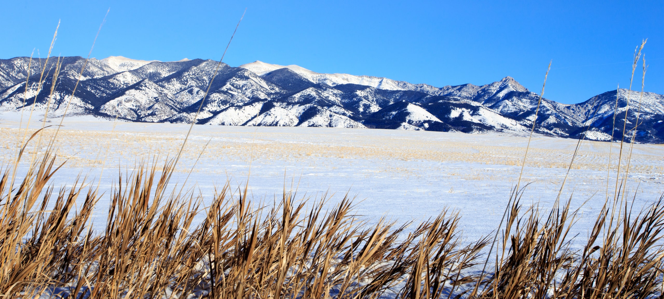 Bridger Mountain range and grasses in the snow