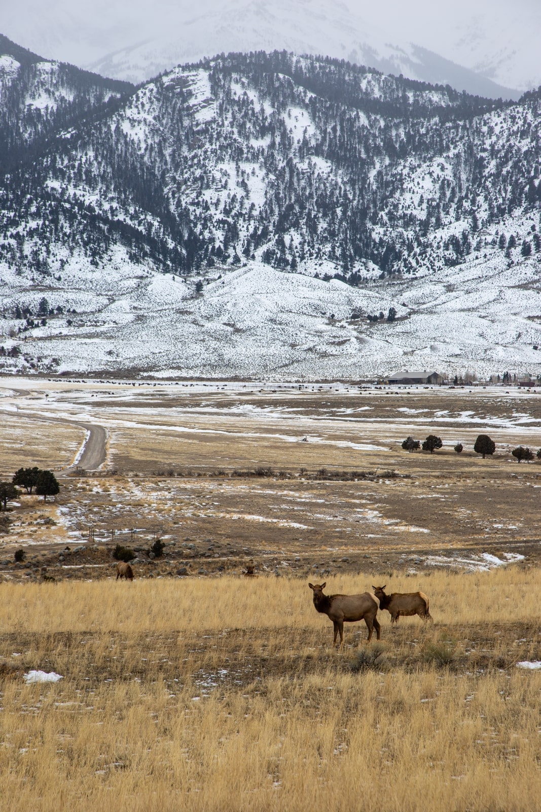 Elk looking at mountain range in Gardiner, MT
